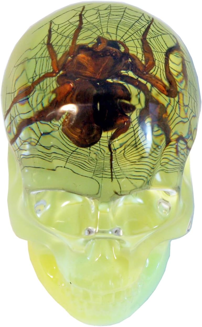 REALBUG 3" Real Spider Glow in The Dark Desk Decoration in an a Acrylic Skull with Web Background