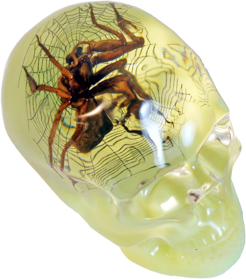 REALBUG 3" Real Spider Glow in The Dark Desk Decoration in an a Acrylic Skull with Web Background