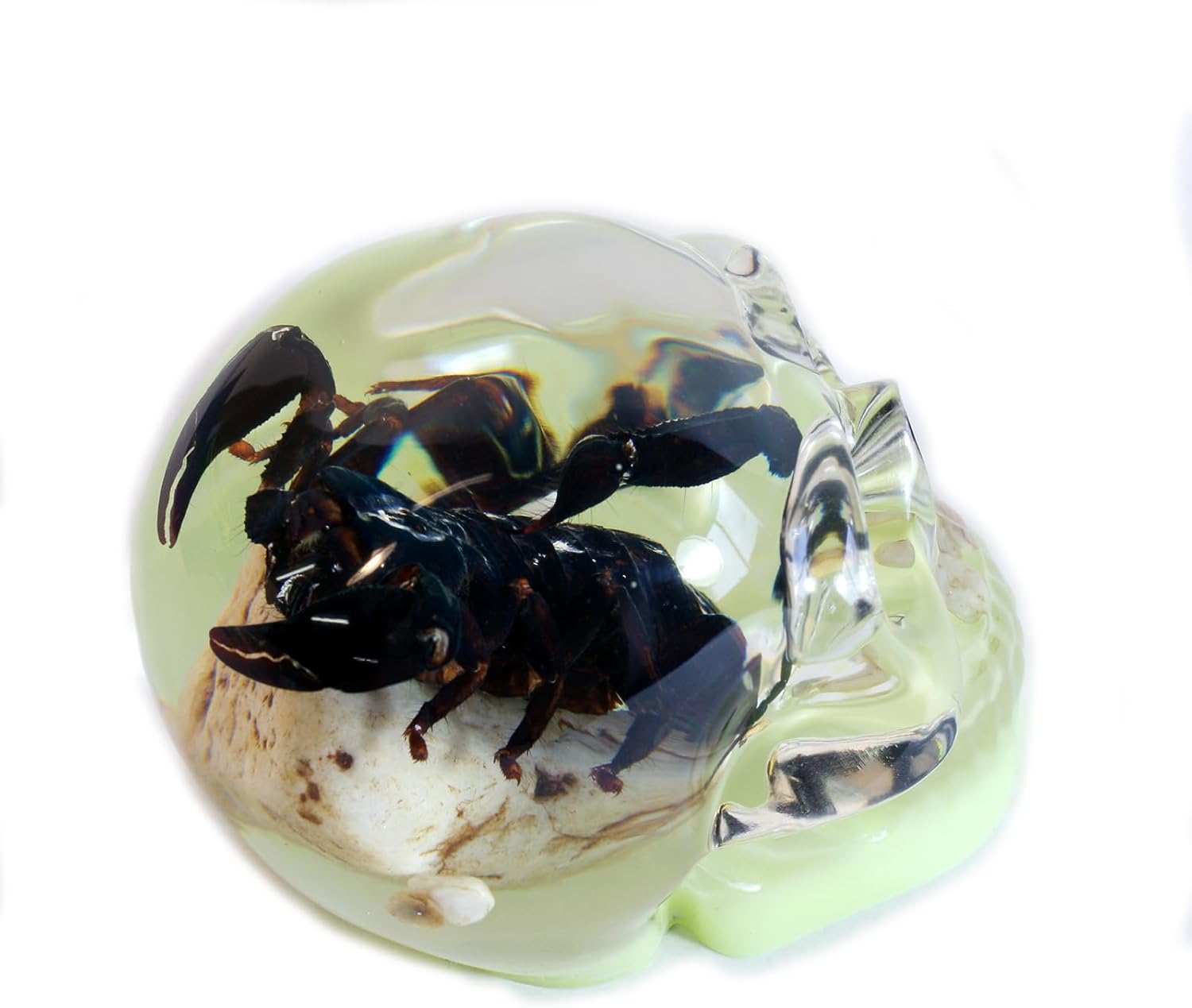REALBUG 4" Real Scorpion Glow in The Dark Desk Decoration in an Acrylic Skull with Stones
