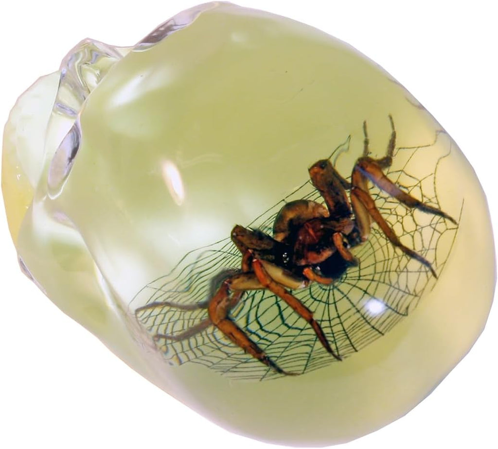 REALBUG 3" Real Spider Glow in The Dark Desk Decoration in an a Acrylic Skull with Web Background