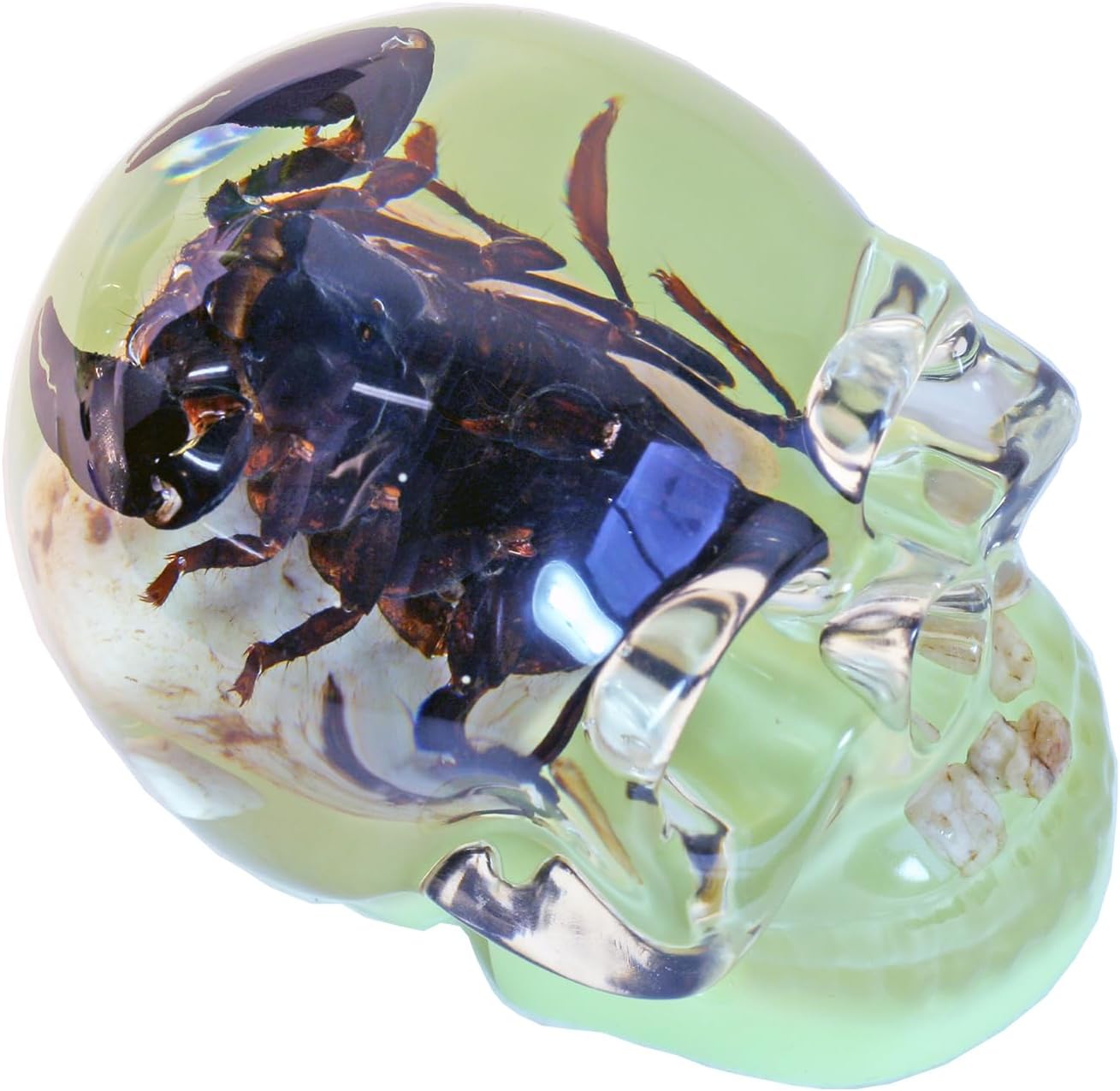 REALBUG 4" Real Scorpion Glow in The Dark Desk Decoration in an Acrylic Skull with Stones