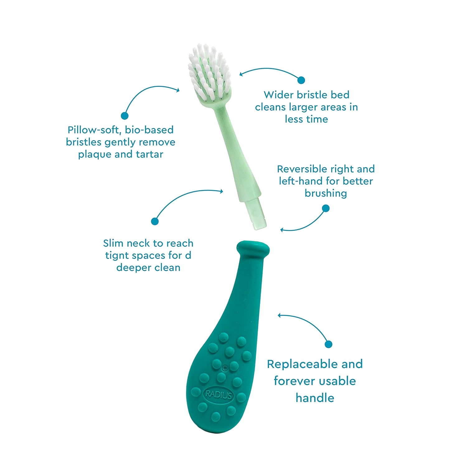 RADIUS Big Kidz Forever Brush Replaceable Head Toothbrush for Children, 6 Years and Up, BPA Free ADA Accepted for Growing Teeth and Gums - Right and Left Handed, Extra Soft - Pack of 1