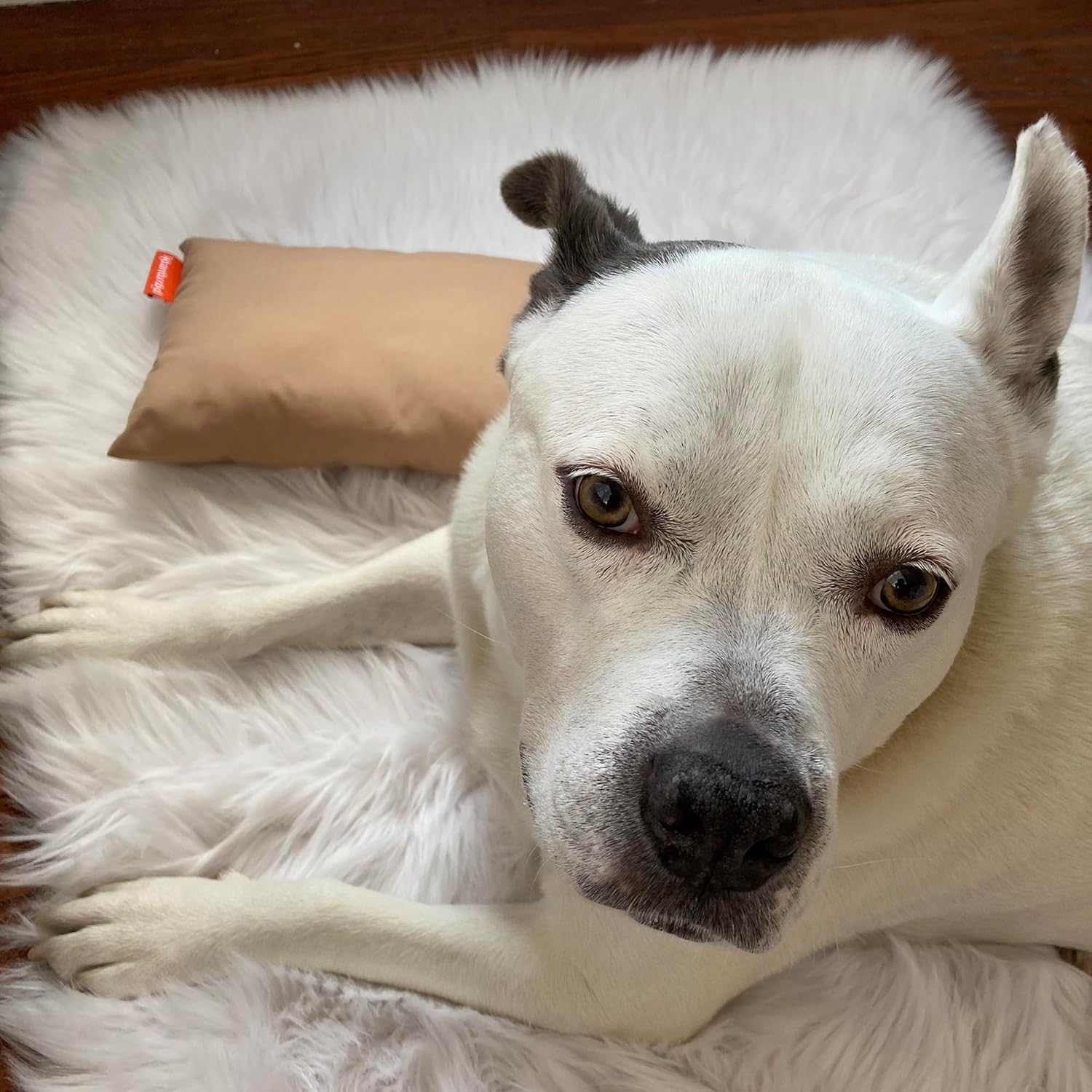 Pipsqueak Microfiber Pillow - Small, Mini, Tiny - 11 x 7 in - Perfect for Travel, Cars, Airplanes, Camping, Dogs, Toddlers, Kids, Lumbar, Knees and Neck - Ages 2 Yrs and Up